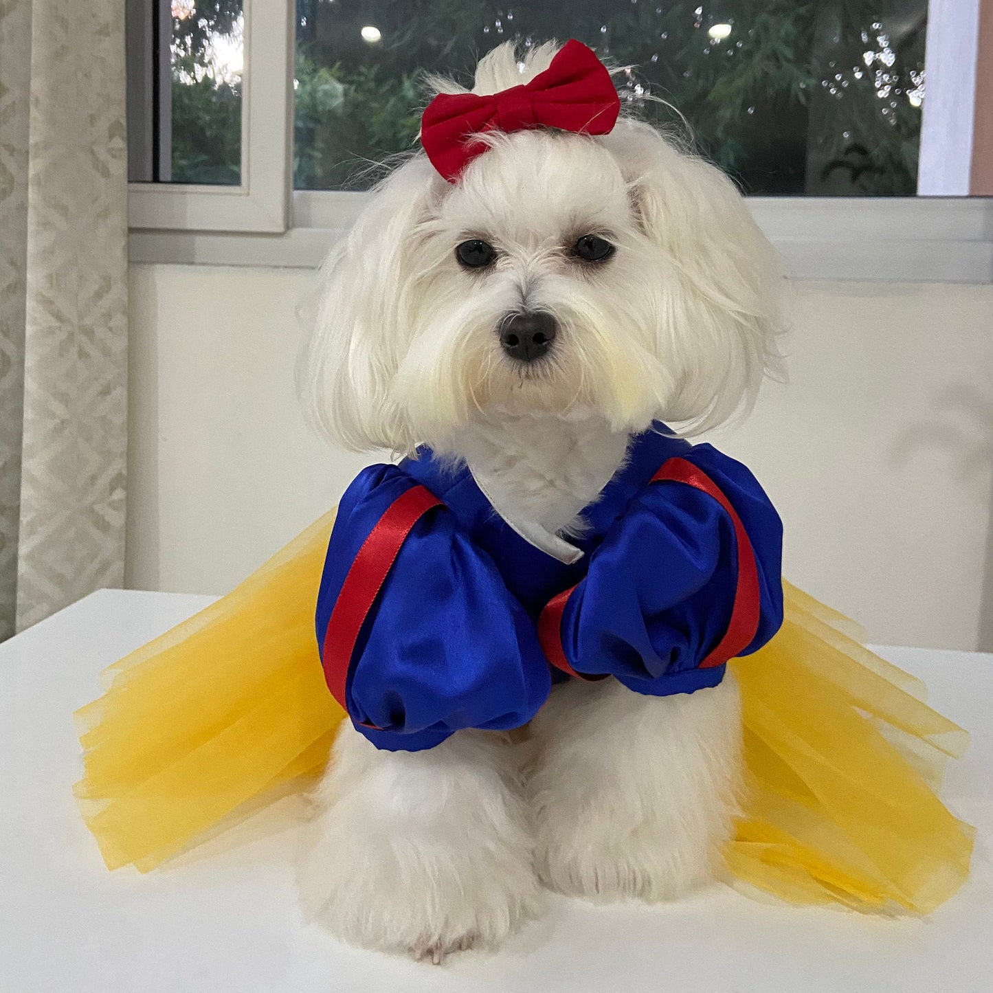 Snow White Pet Costume